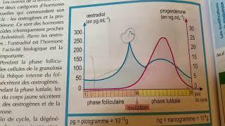 The peak of the ovarian hormone