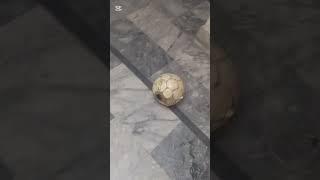 I'm so sorry this is not a rabona this is elastico my mistake to write the rabona this is elastico#7