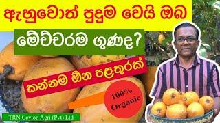 Laulu Wagawa How to grow Egg Fruit |ගුණයෙන් අනූන ලාවුලු ගහක් බදුනක වවලා ඵලදාව ගමුද? | Episode 97