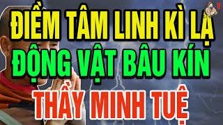 Hiện Tượng Lạnh Người ĐỘNG VẬT Bâu Kín SƯ MINH TUỆ Báo Hiệu Điềm Tâm Linh Kỳ Lạ?| THCS