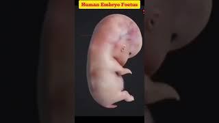 Human Embryo Development  ️ in Animation || Embryology