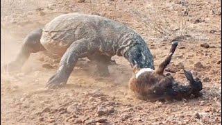 Komodo Dragons Attack Young Goats