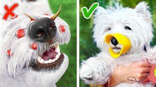 Save Your Dog’s Nose! *Amazing Gadgets and Hacks for Pet Owners