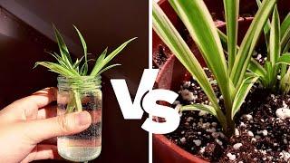 Spider Plant Propagation in Water vs Soil: 2-Month Comparison | Should I propagate in water or soil?