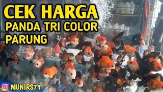 KIOS IKAN KOKI PASAR PARUNG || PANDA TRI COLOR || ORANDA BLACK