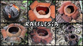 6 Rafflesia Flowers || Borneo Adventure to see World's Biggest Flower