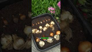 How to Layer Spring Bulbs for a Long Lasting Display (Lasagne Planting)