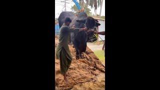 Black King unloading most heavy weight bull