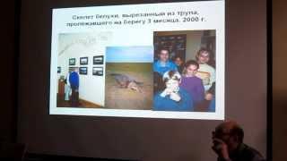 Внимание; Говорит Павел Ситников -Петр Малюгин