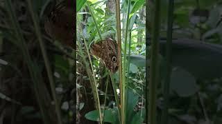 Butterflies of Costa Rica #1