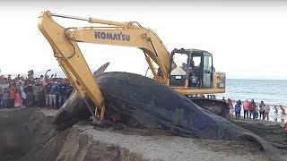 Whale vs Excavator - Burial of the World's Biggest Animals With Excavator