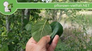 Grau-Erle - Blatt/Blätter - 09.05.18 (Alnus incana) - Bäume (Blätter) bestimmen