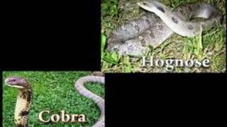 Hognose Snakes Impersonating Cobras