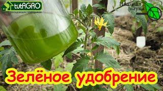 УРОЖАЙ ДАЖЕ В БОЛОТЕ! 1 ложка на литр и урожай собирайте тоннами! Самое мощное зеленое удобрение.