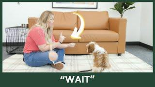 Teach Your Dog "WAIT" [Video 9/14]