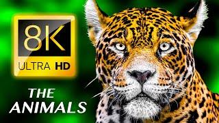 THE ANIMALS 8K ULTRA HD