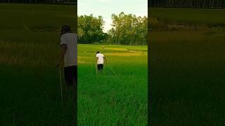 Paddy field। #shorts #shortvideo #agriculture