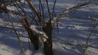 How To Produce Tons Of Leaf Hay For Meat Rabbits. Pollard Your Trees!