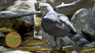 Crested Goshawk Bathing in 4K Slow Motion