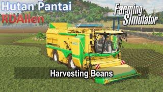 Harvesting Beans | E41 Hutan Pantai | Farming Simulator 25