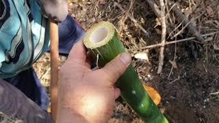 綠竹筍種植