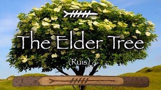 Elder | Folklore, Mythology and Magic of the Elder Tree (Ruis)