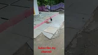 #hen #comedy ##comedyshorts #funny #ytshortsindia #ytshorts#ytviral #ytviralshorts