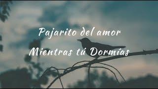 Carla Morrison - Pajarito del amor (letra)