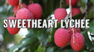 Sweetheart Lychee tree