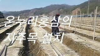 온누리홍삼의 인삼 지주목 설치