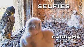 #124Falcon Nest ／Box Camera - FalconCam Project LIVE