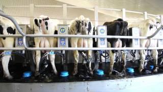 Dairymaster Swiftflo Revolver Rotary Parlour