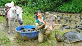 Harvesting Big Turtle And Many Catfish Go To Market Sell - Use Horse Carry Big Turtle Go To Sell