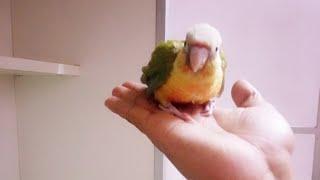 Day_6 pineapple Conure birds feeding! kaise feed karate hai!