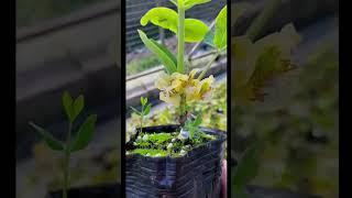 यह है कीवी का पौधा और इतने छोटे पेड़ पर इतने फल आ जाते हैं। Kiwi fruit farming | kivi ki kheti