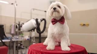 How dog grooming is done at Perfect Pet