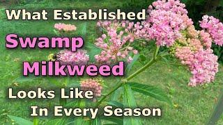 What Asclepias incarnata (Swamp Milkweed) Looks Like In Every Season