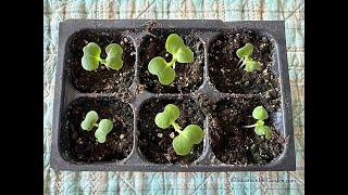 Seed Starting Part Two with Susan's in the Garden (2024)