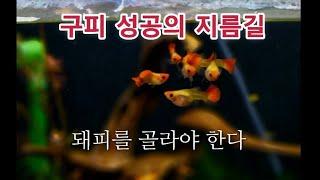 건강한 돼피 성공의 지름길,