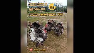 KALKUN | AYAM atau BURUNG ??? | ADZMAL CHANNEL