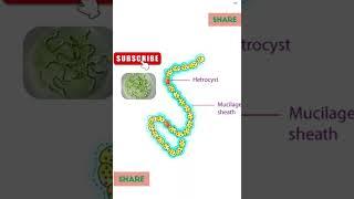 | Notes | of | Nostoc | Explained | Cls. Cyanophyceae | Example | #education #onlinelearning # #bio