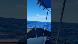 deep sea fishing in hawaii Mazol Tov