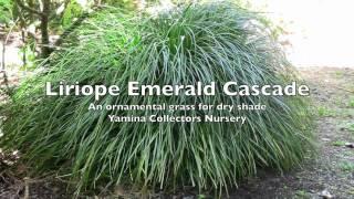 Ornamental Grasses - Liriope Muscari Emerald Cascade - A great ground cover plant for dry shade.