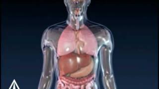 Asthma Animation - 3D Medical Animation