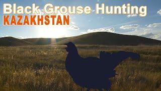 Hunting Black Grouse in Kazakhstan / 2015