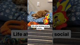 Life of Milo the Havanese dog after joining social media