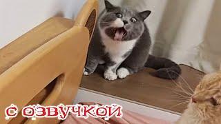 Приколы с котами! С ОЗВУЧКОЙ! СМЕШНЫЕ КОТЫ! Смешные видео с животными! — смех  до слёз!