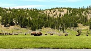 3 - Fountain Flat, Yellowstone | 4K