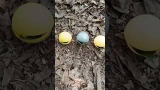 Finding snail and millipede and egg #snail #millipede #egg