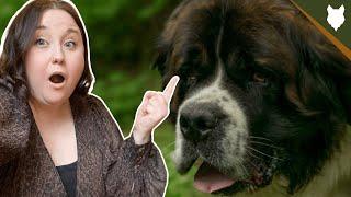 5 Reasons Why YOU SHOULD Get A SAINT BERNARD